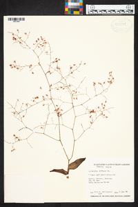 Epidendrum diffusum image