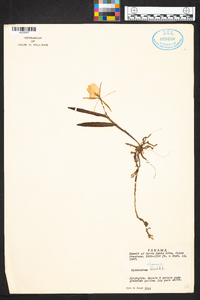 Epidendrum eburneum image