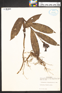 Epidendrum ellipsophyllum image