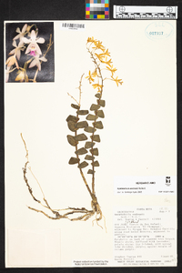 Epidendrum endresii image