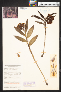 Epidendrum eximium image