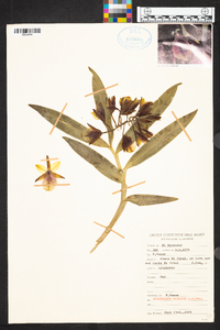 Epidendrum eximium image