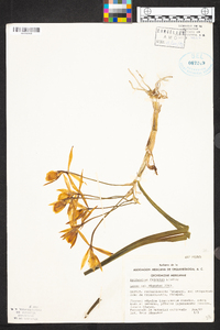 Epidendrum falcatum image