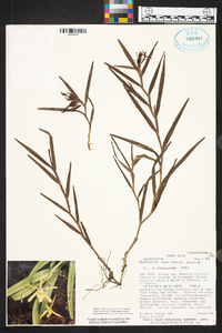 Epidendrum flexicaule image