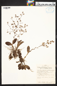 Epidendrum flexuosissimum image