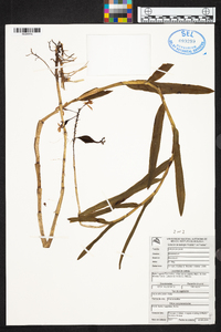 Epidendrum flexuosum image