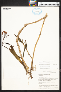 Epidendrum flexuosum image