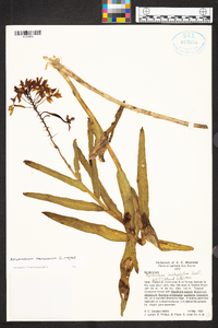 Epidendrum flexuosum image