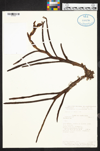 Epidendrum coriifolium image