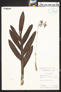 Epidendrum anceps image