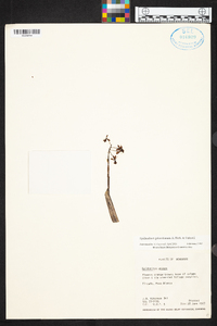 Epidendrum galeottianum image
