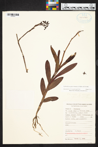 Epidendrum galeottianum image