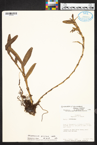 Epidendrum glumarum image