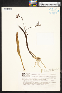 Epidendrum purpurascens image