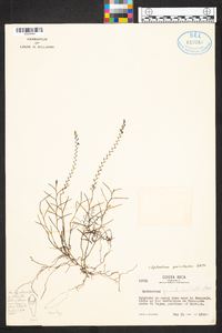 Epidendrum goniorhachis image