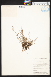 Epidendrum goniorhachis image