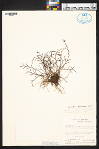 Epidendrum goniorhachis image