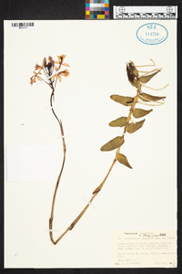 Epidendrum radicans image