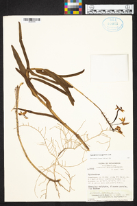 Epidendrum imatophyllum image