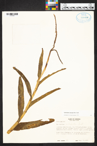 Epidendrum imatophyllum image