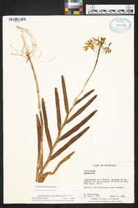 Epidendrum imatophyllum image