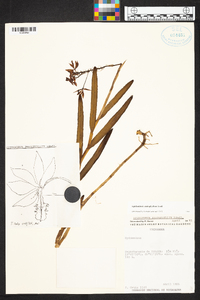 Epidendrum imatophyllum image