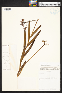 Epidendrum imatophyllum image