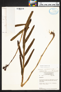 Epidendrum imatophyllum image