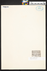 Epidendrum imatophyllum image