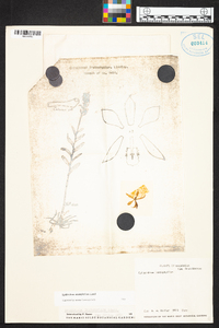 Epidendrum imatophyllum image