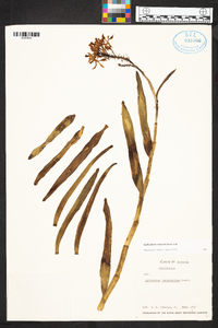 Epidendrum imatophyllum image