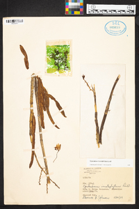 Epidendrum imatophyllum image