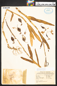 Epidendrum imatophyllum image