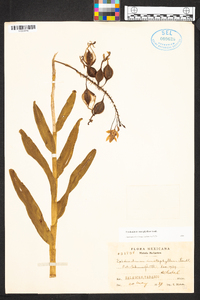 Epidendrum imatophyllum image