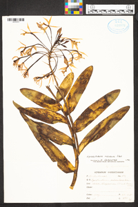 Epidendrum macrocarpum image