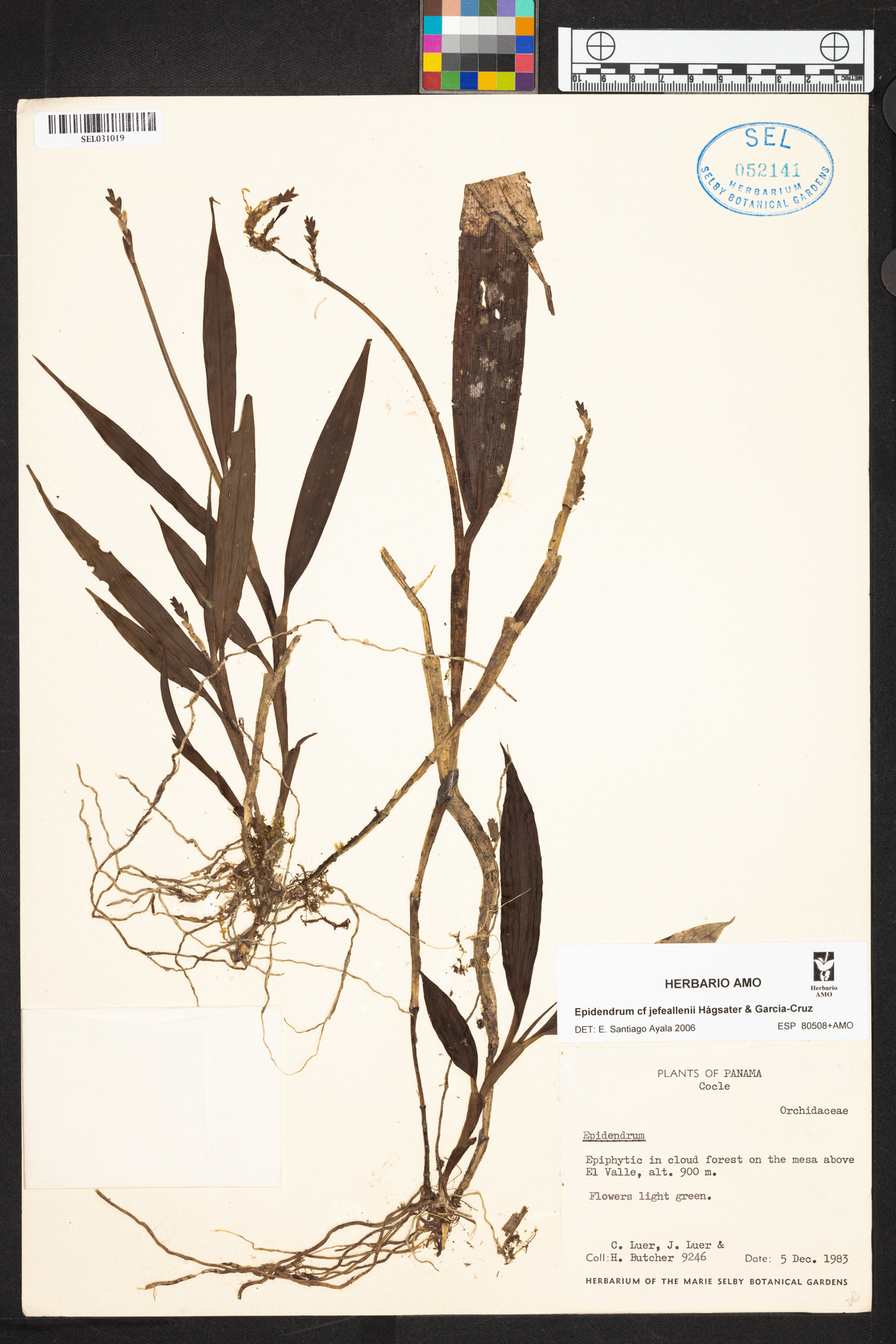 Epidendrum jefeallenii image