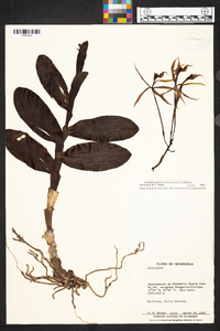 Epidendrum lacustre image