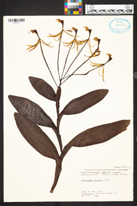 Epidendrum lacustre image