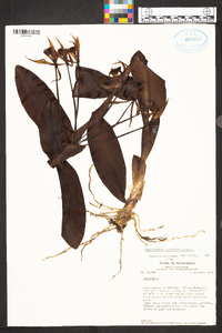 Epidendrum lacustre image