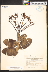 Epidendrum lacustre image