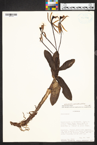 Epidendrum lacustre image