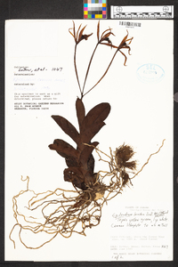 Epidendrum lacustre image