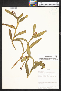 Epidendrum lagenocolumna image