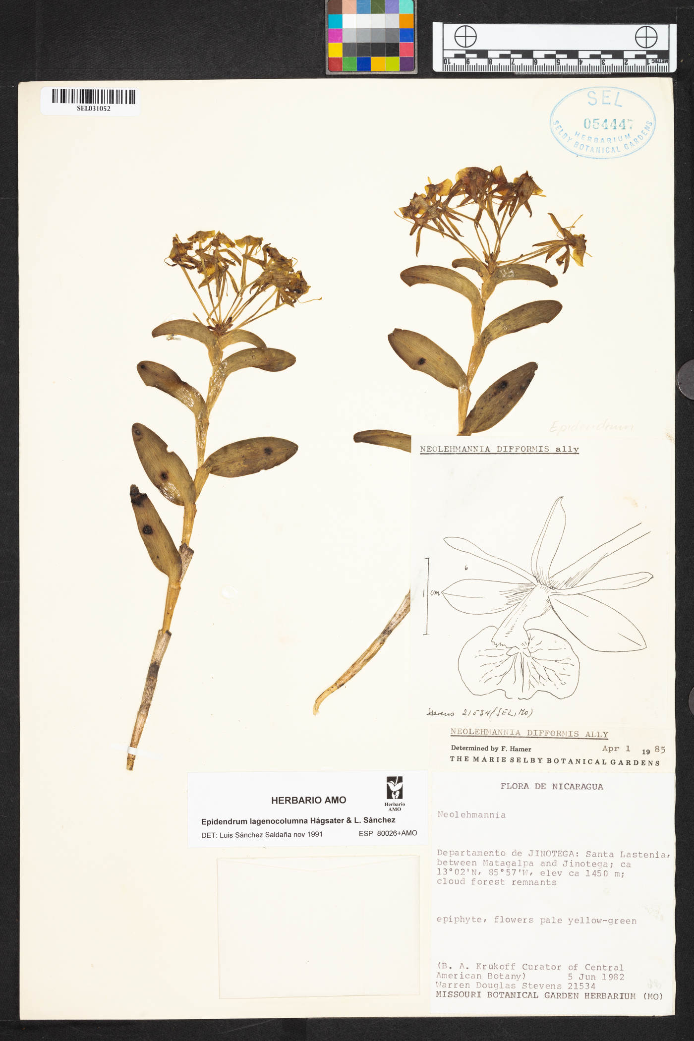 Epidendrum lagenocolumna image