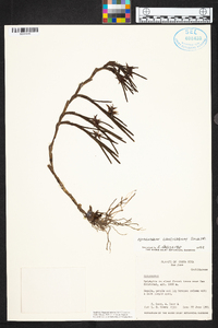 Epidendrum lancilabium image