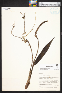 Epidendrum lankesteri image