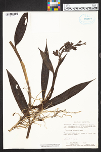 Epidendrum lankesteri image