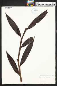 Epidendrum lankesteri image