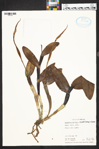 Epidendrum angustilobum image