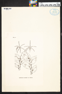 Epidendrum angustilobum image